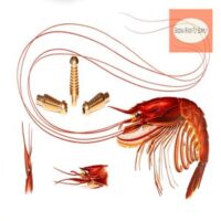 Integrated Shrimp Tubes